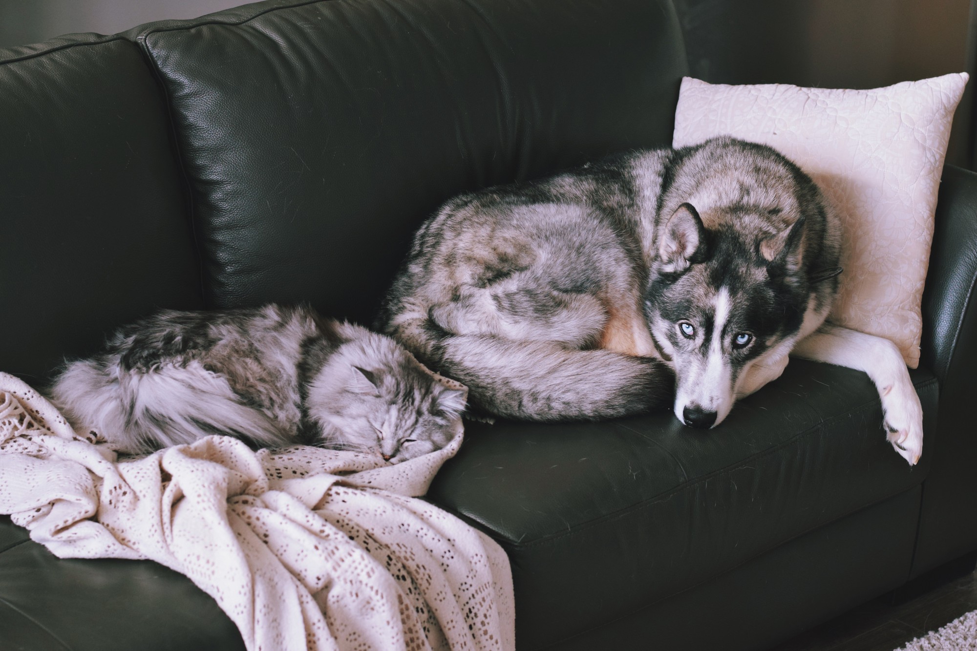 Hund sitzt auf einer Ledercouch